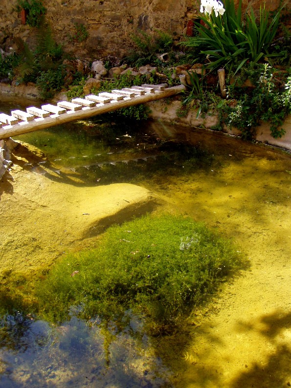 Il Laghetto del Centro di Entomologia - Piombino (LI)